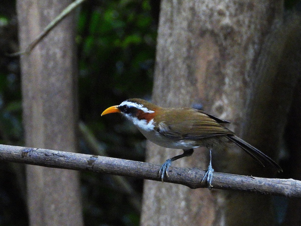 White-browed Scimitar-Babbler - ML638433368