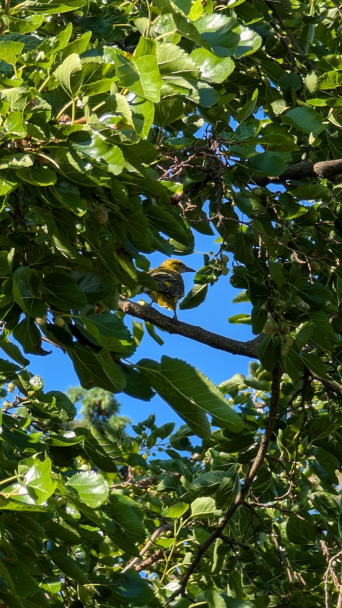 Eurasian Golden Oriole - ML638433375