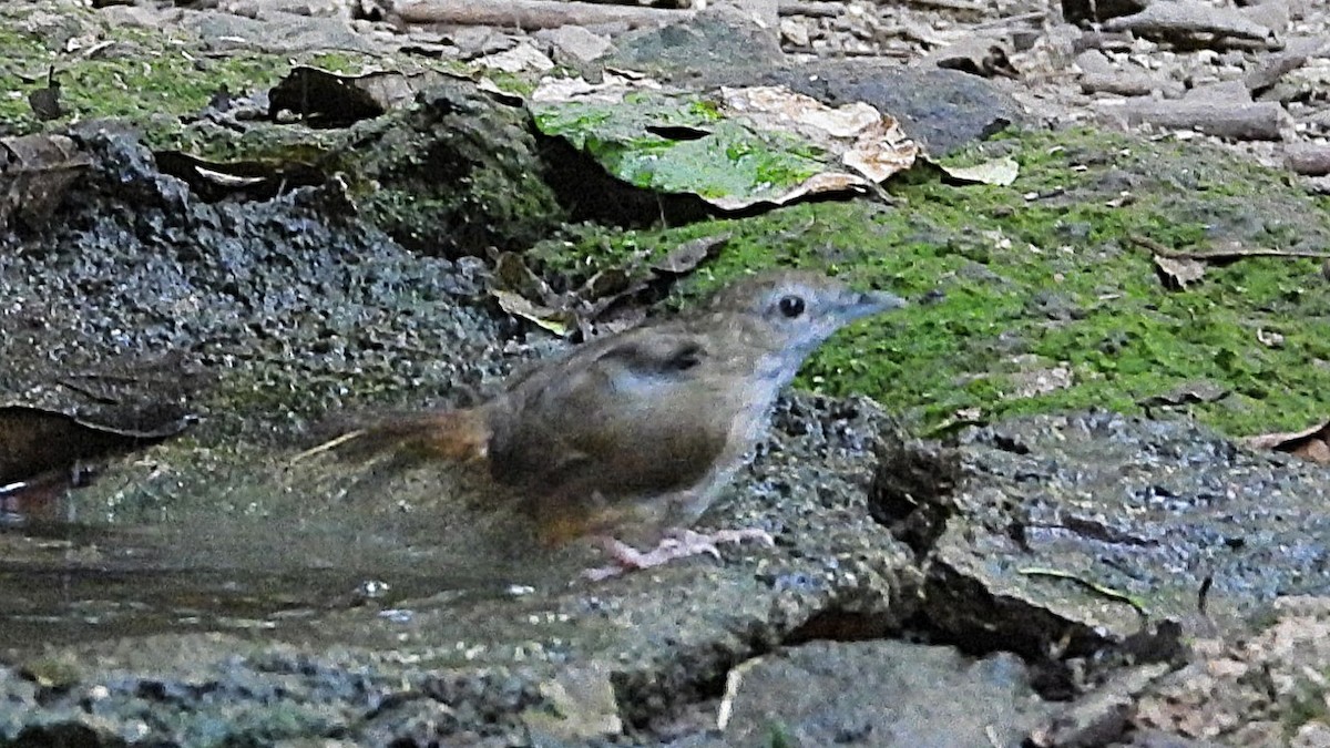 Abbott's Babbler - ML638433383