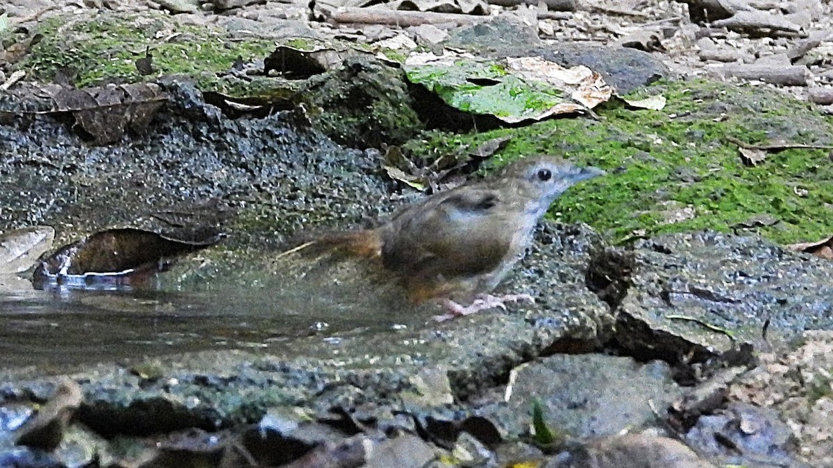 Abbott's Babbler - ML638433384