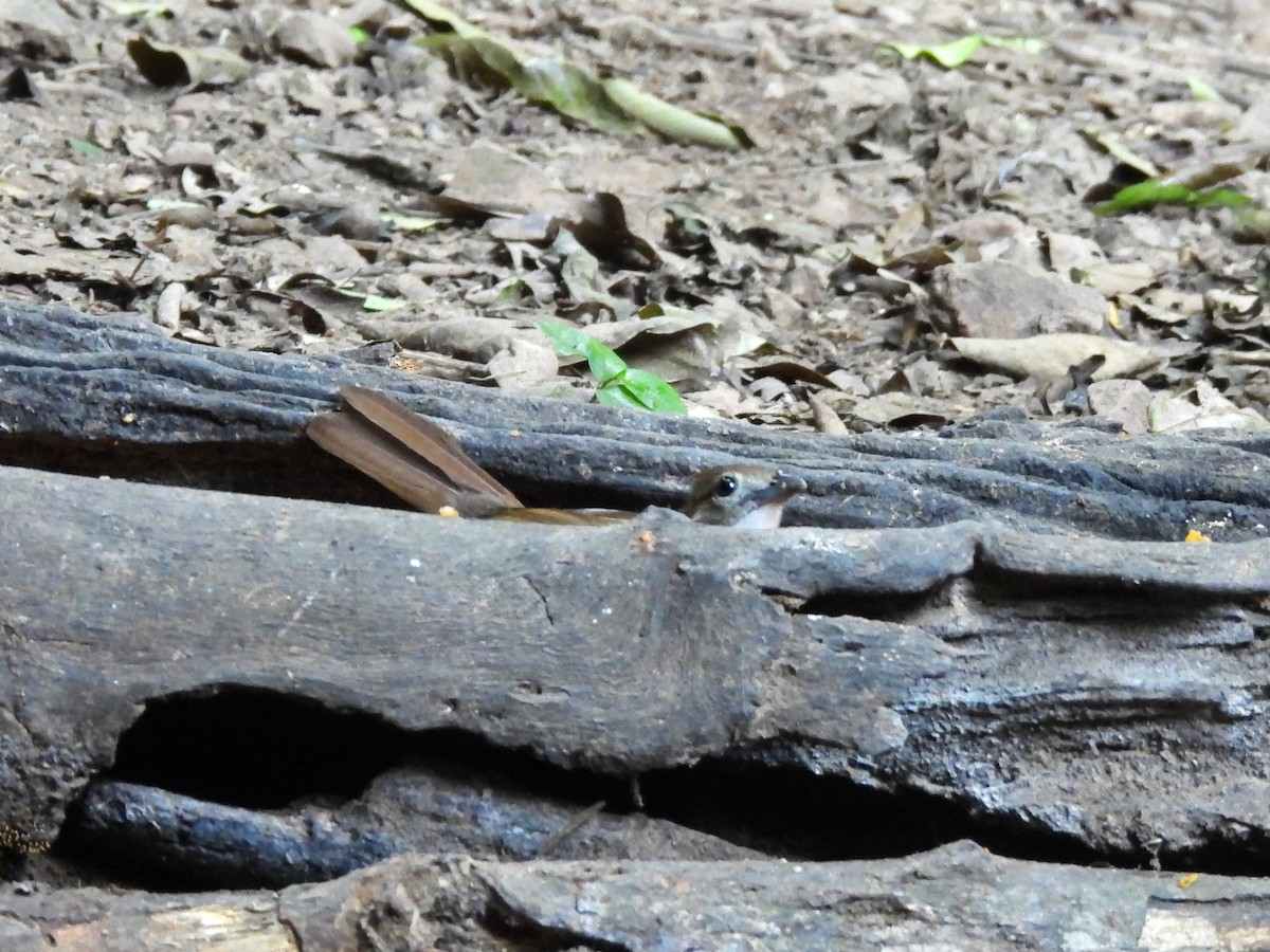 Abbott's Babbler - ML638433385