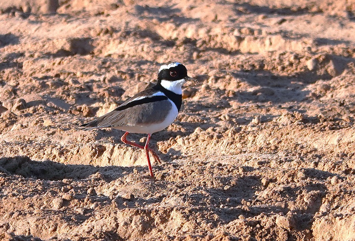 Pied Plover - ML638433391