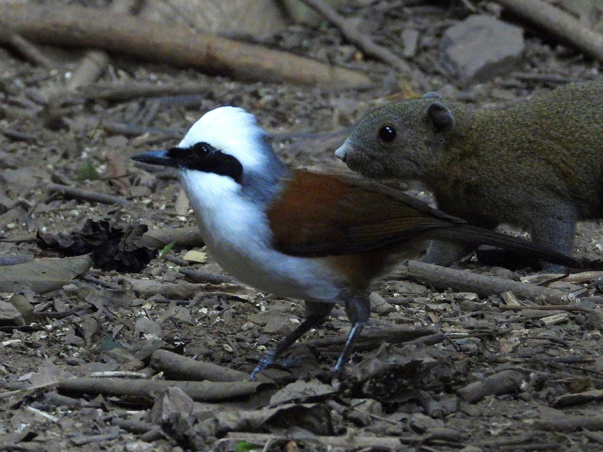 White-crested Laughingthrush - ML638433400