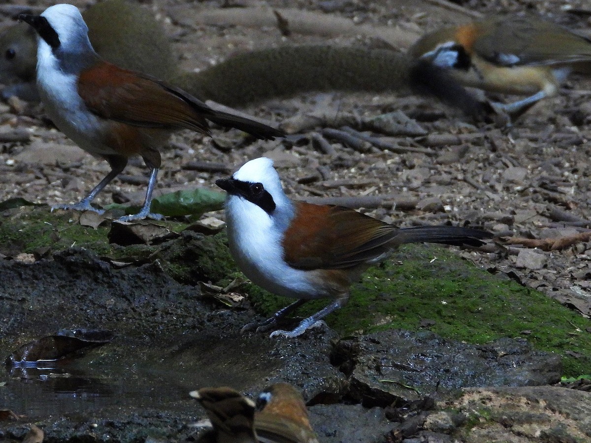 White-crested Laughingthrush - ML638433401