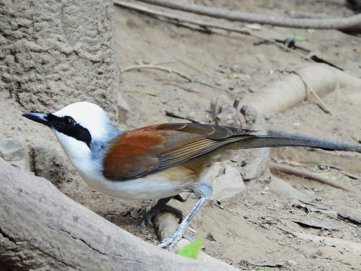White-crested Laughingthrush - ML638433402