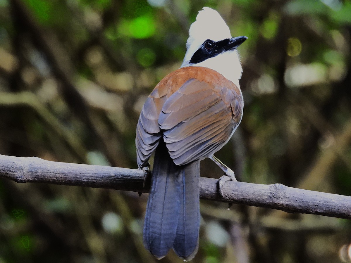 White-crested Laughingthrush - ML638433403