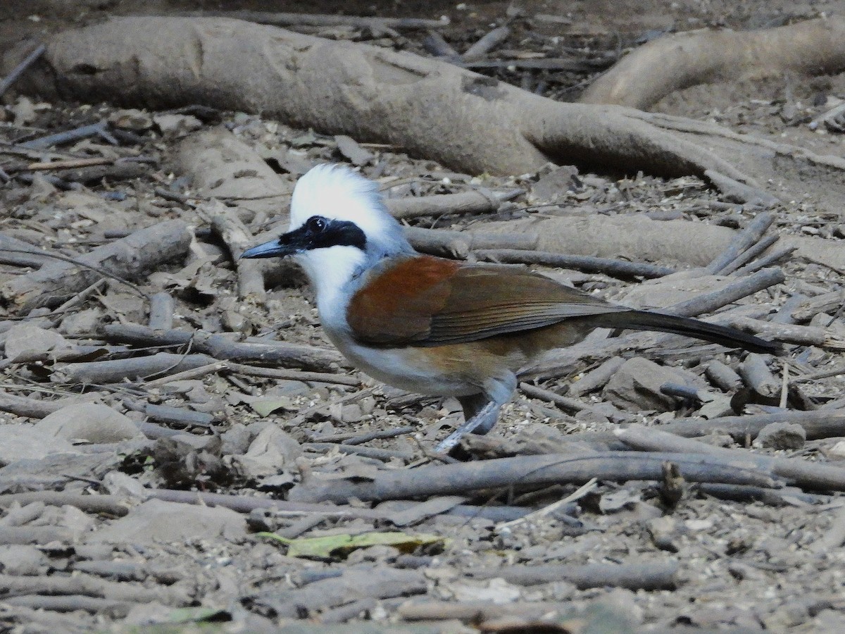 White-crested Laughingthrush - ML638433404