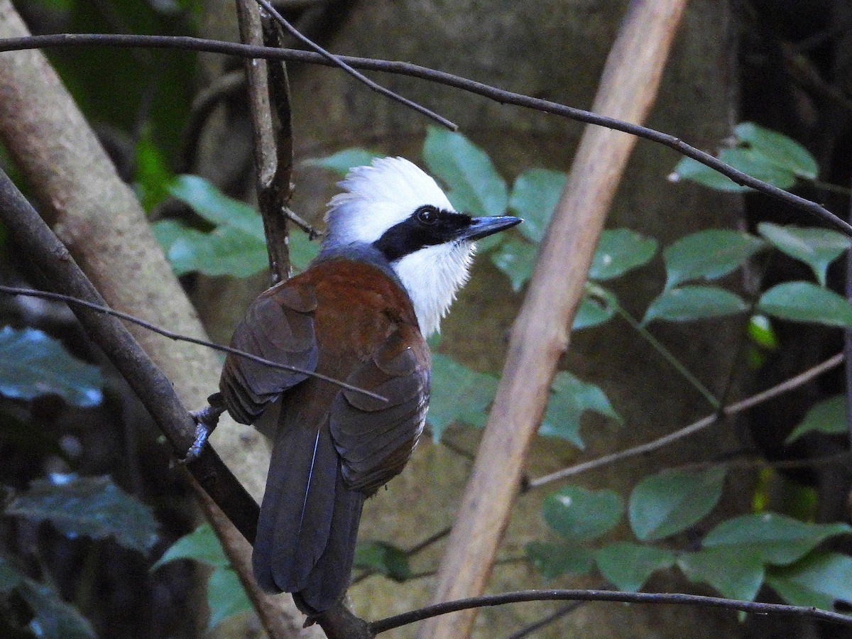 White-crested Laughingthrush - ML638433405