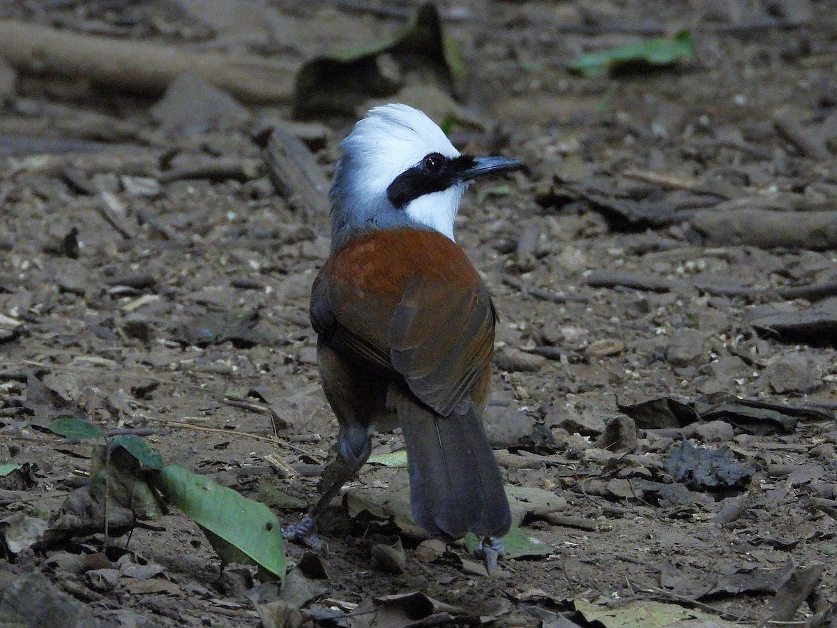 White-crested Laughingthrush - ML638433406
