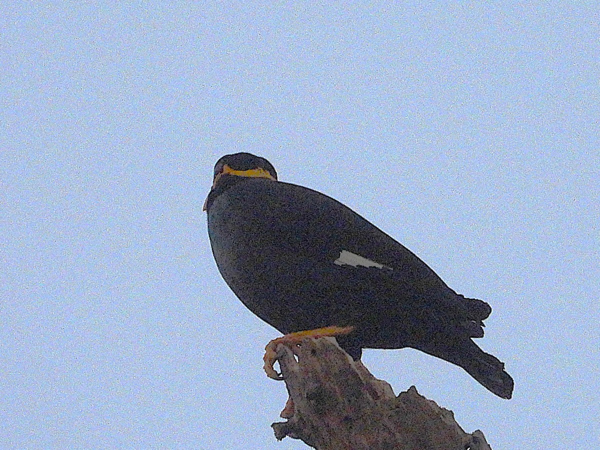 Common Hill Myna - ML638433415