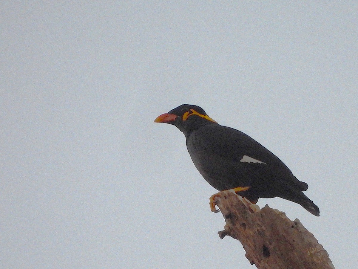 Common Hill Myna - ML638433417