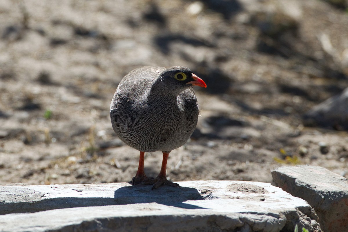 Red-billed Spurfowl - ML638433423
