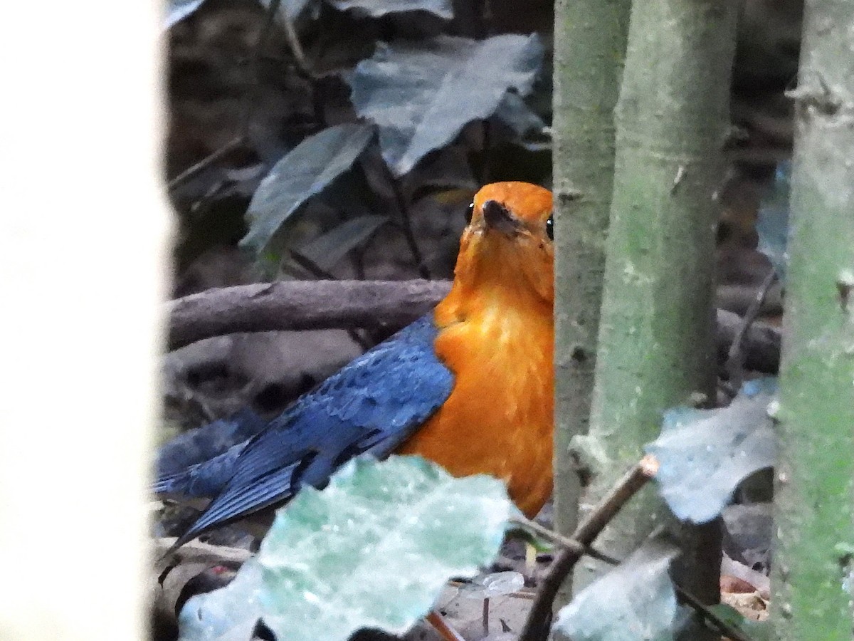 Grive à tête orange - ML638433424