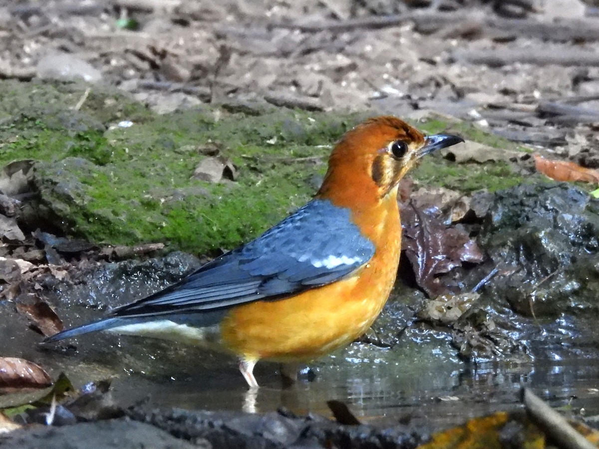 Grive à tête orange - ML638433425