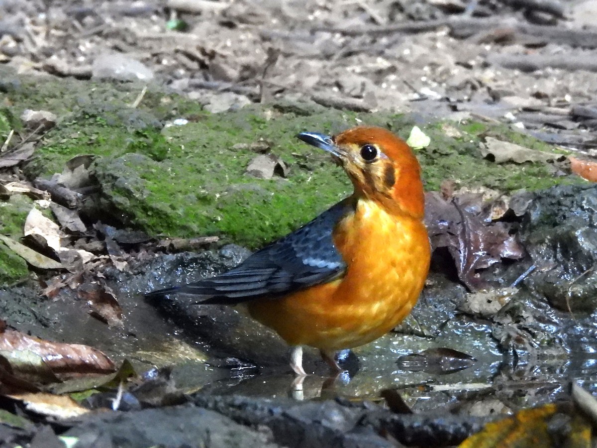 Grive à tête orange - ML638433426