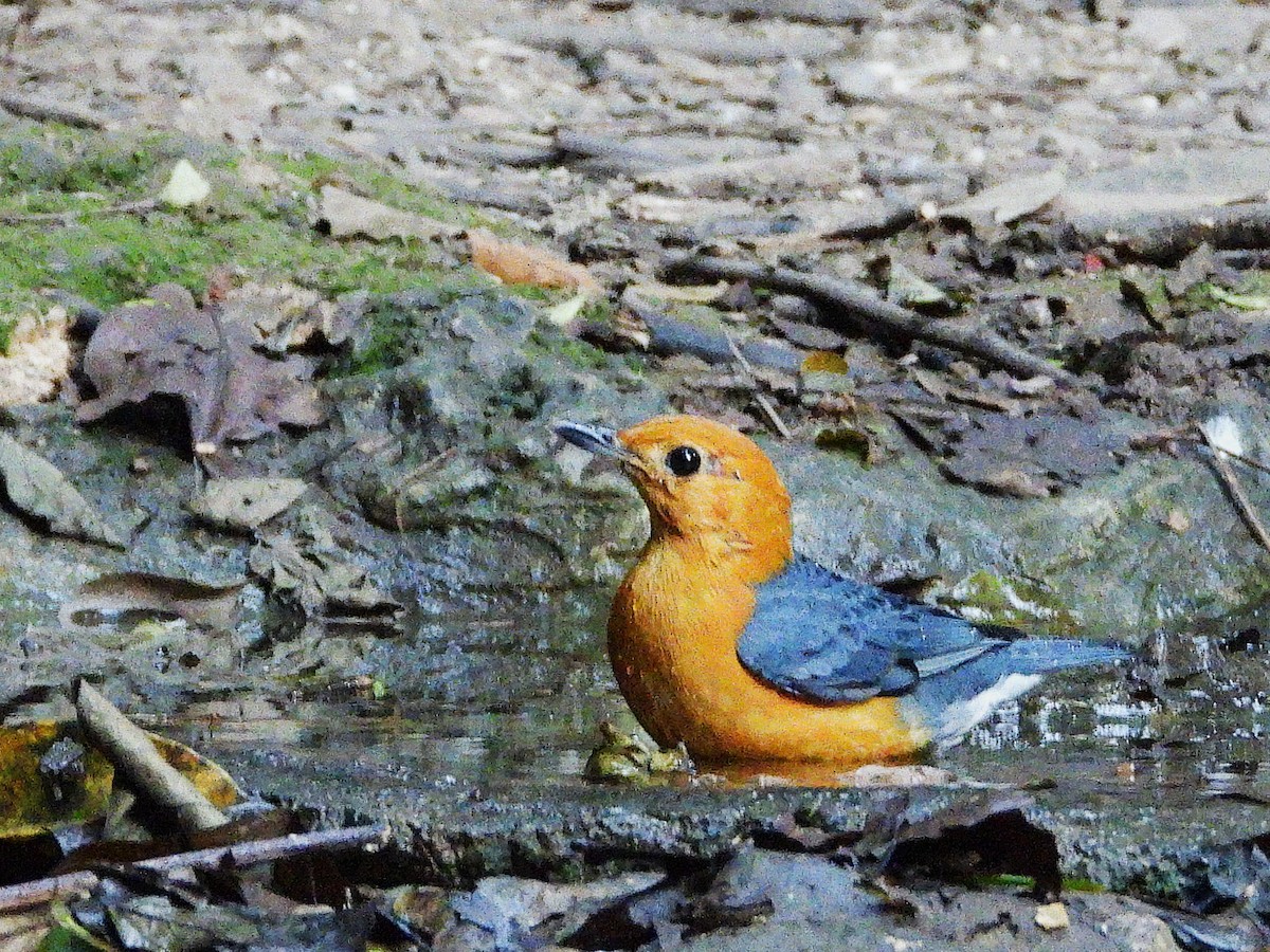 Grive à tête orange - ML638433427