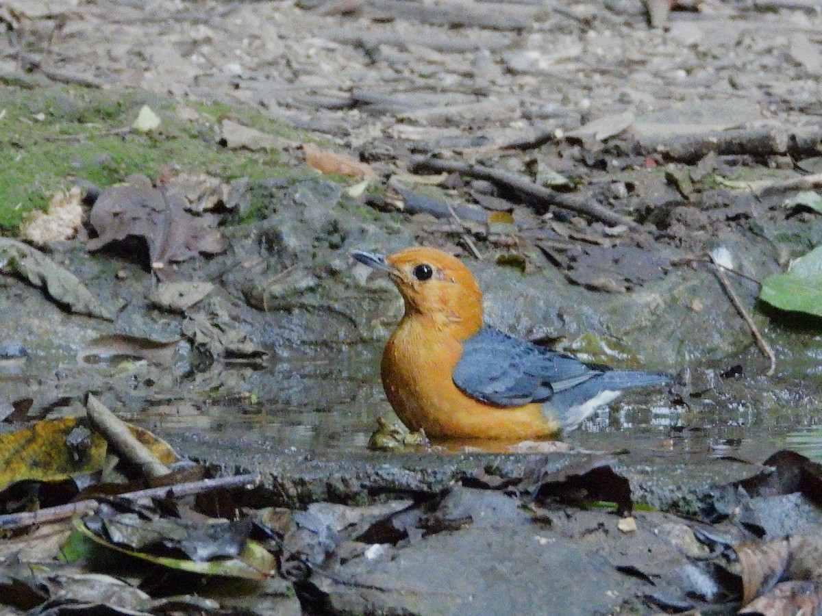 Grive à tête orange - ML638433428