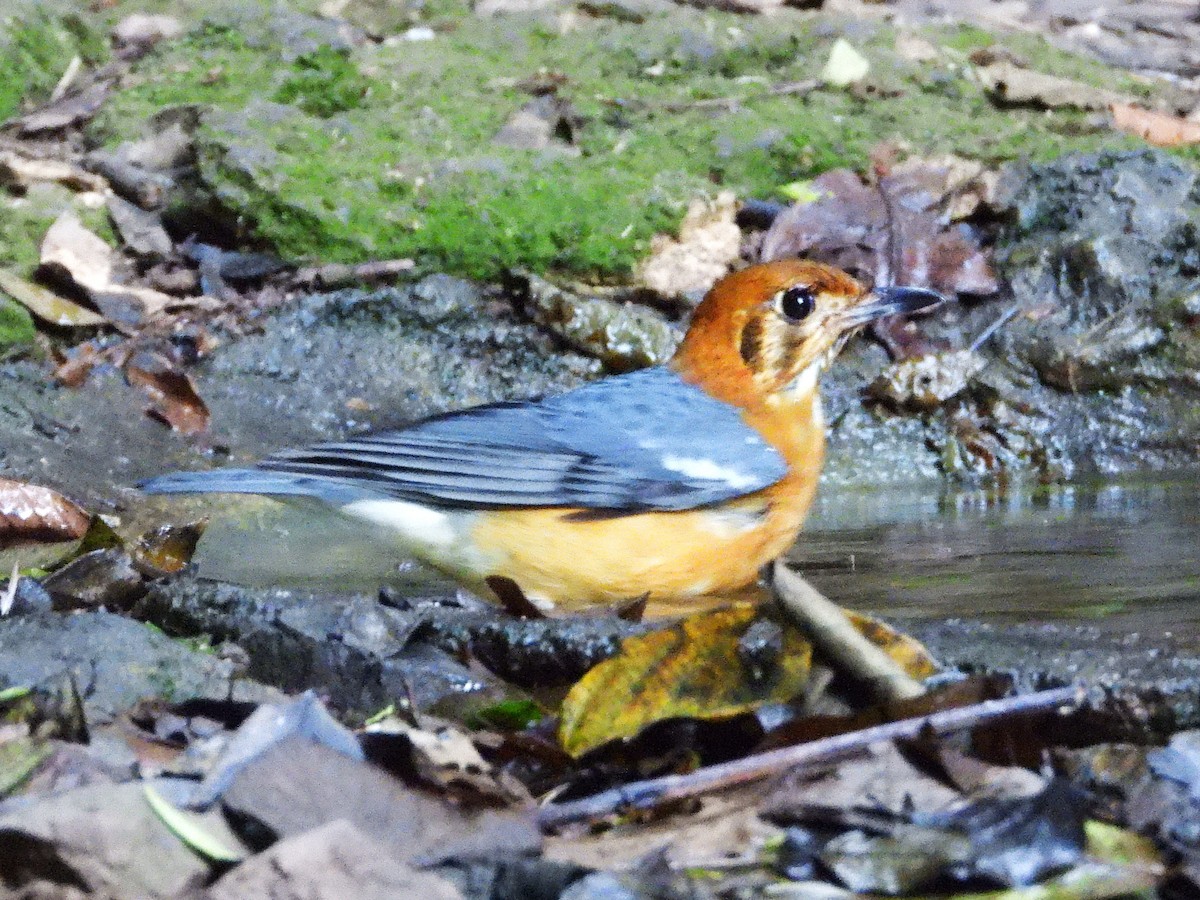 Grive à tête orange - ML638433433