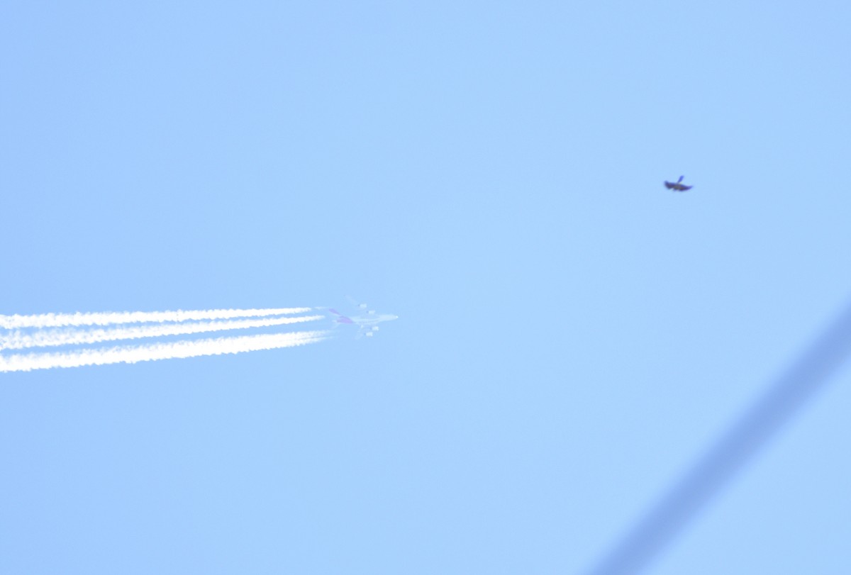 rapace diurne sp. - ML638433436