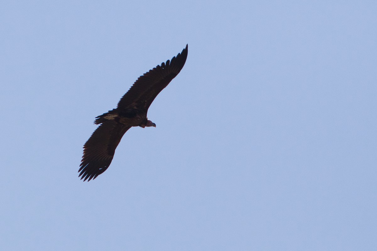 Lappet-faced Vulture - ML638433448