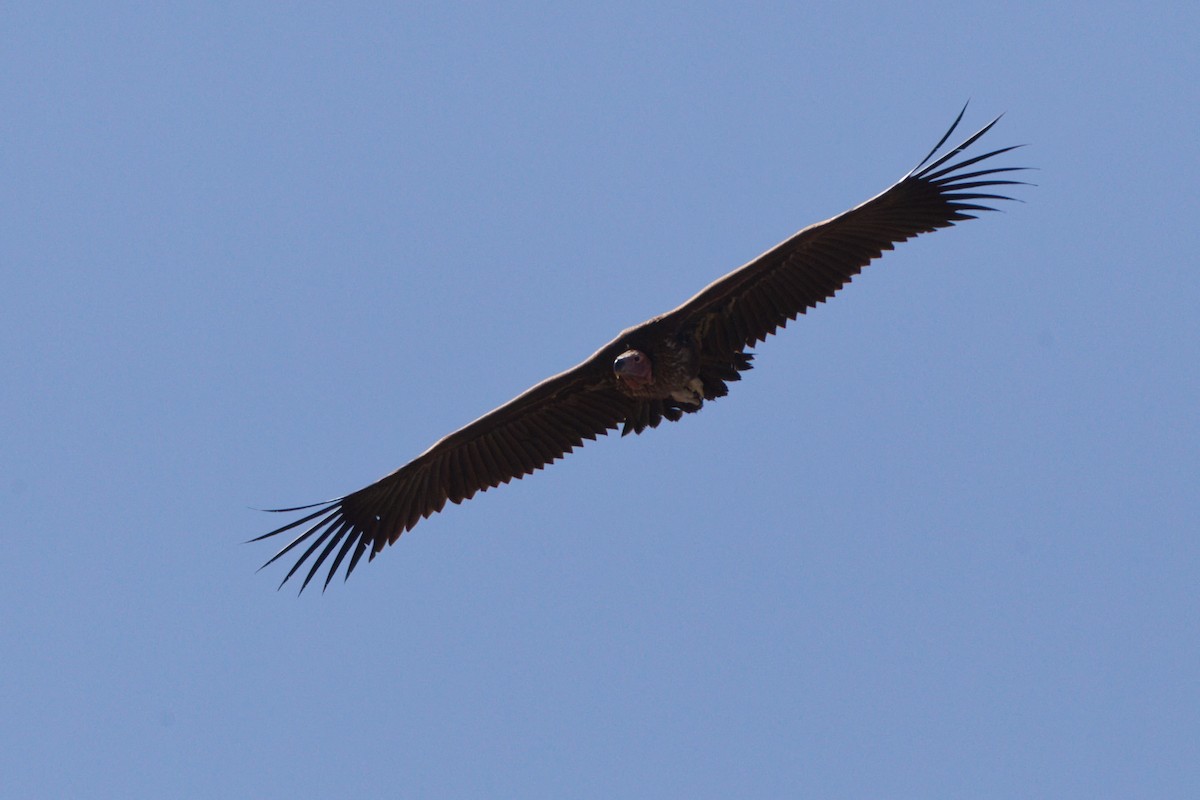Lappet-faced Vulture - ML638433450