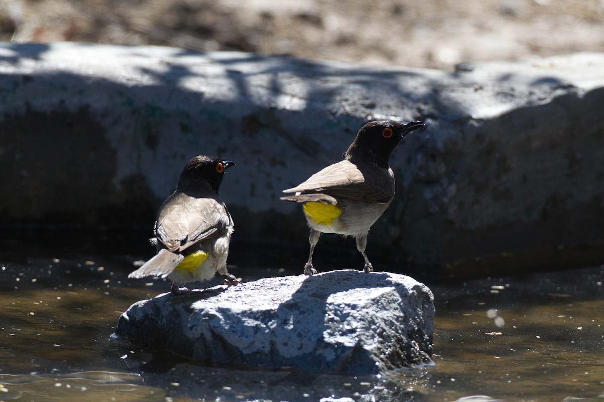 Black-fronted Bulbul - ML638433458