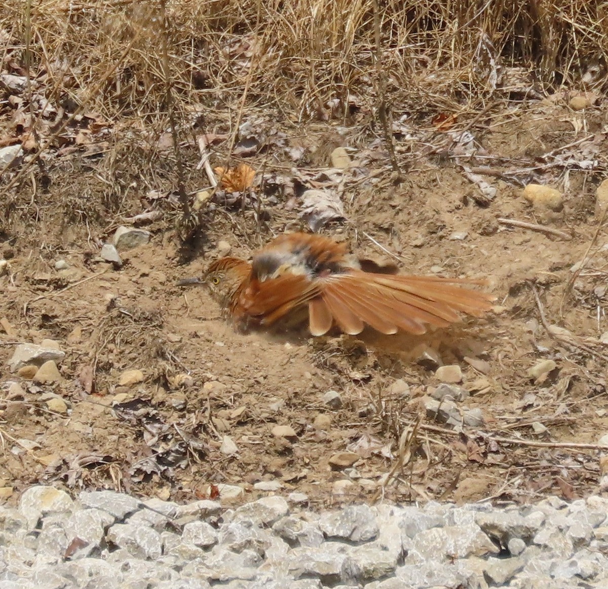 brunspottefugl - ML638433523