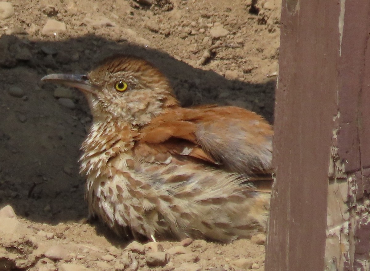 brunspottefugl - ML638433533