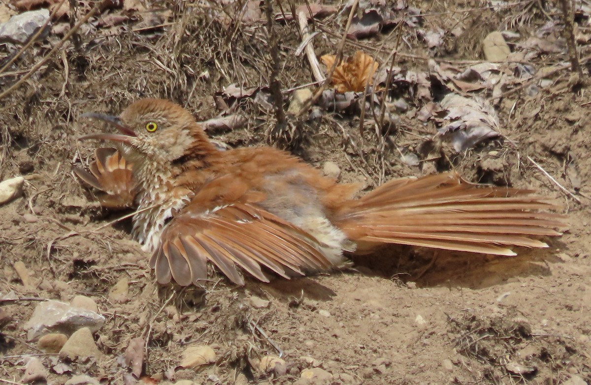 brunspottefugl - ML638433536