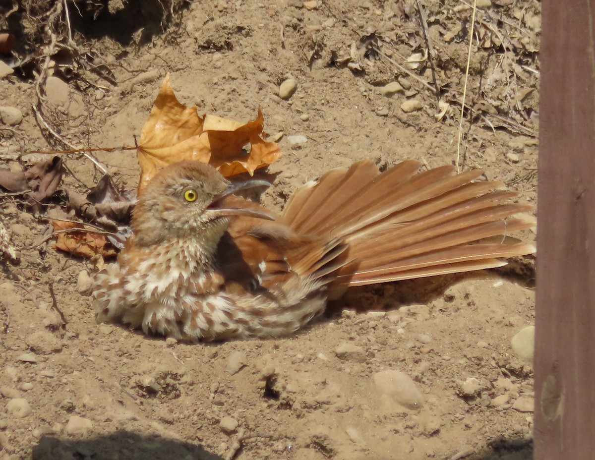 brunspottefugl - ML638433537