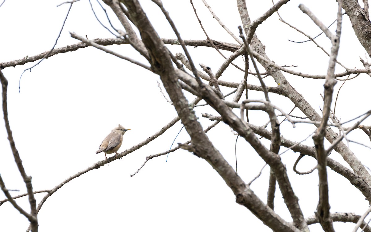 Chestnut-tailed Starling - ML638433603