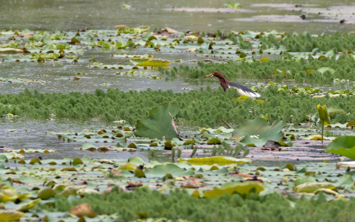 Chinese Pond-Heron - ML638433604