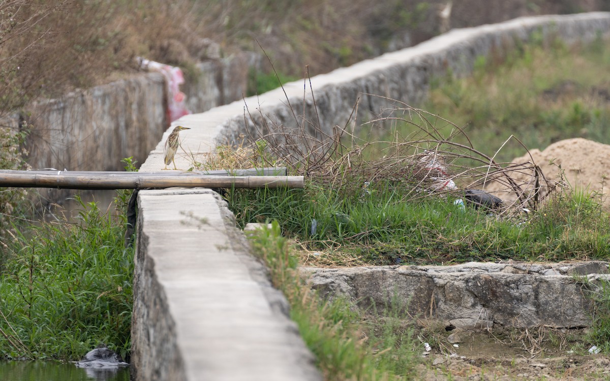 Chinese Pond-Heron - ML638433605
