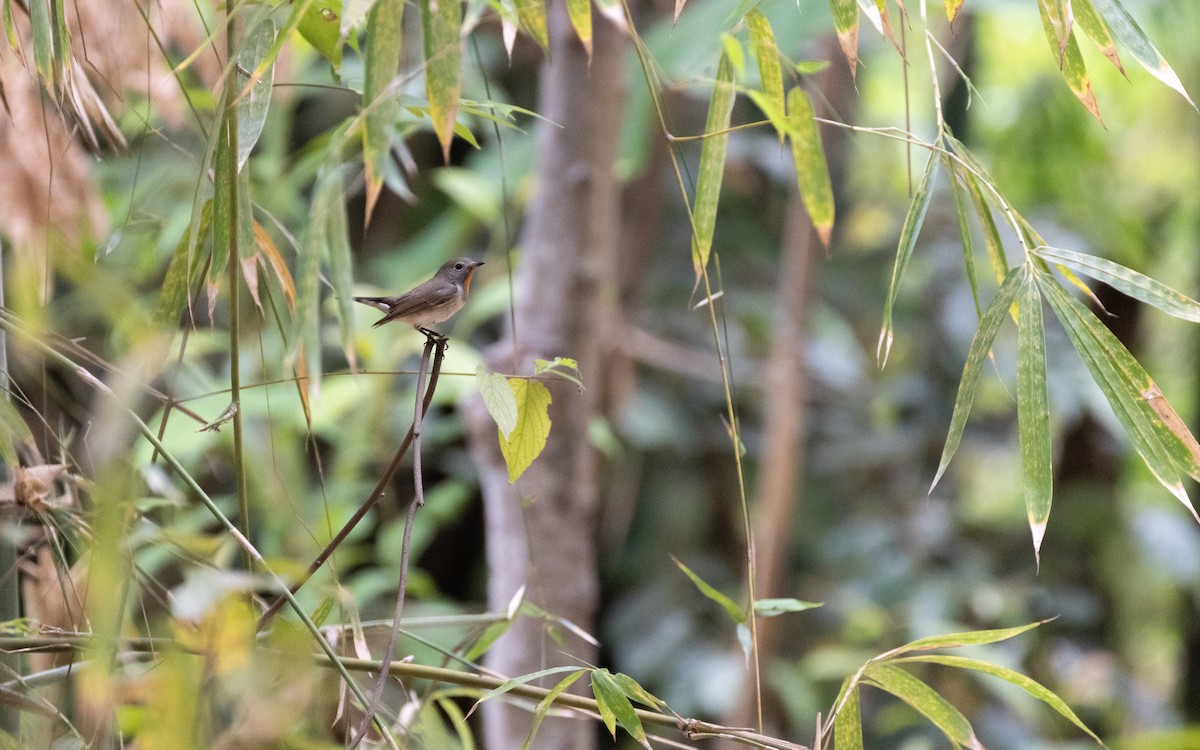 Taiga Flycatcher - ML638433637