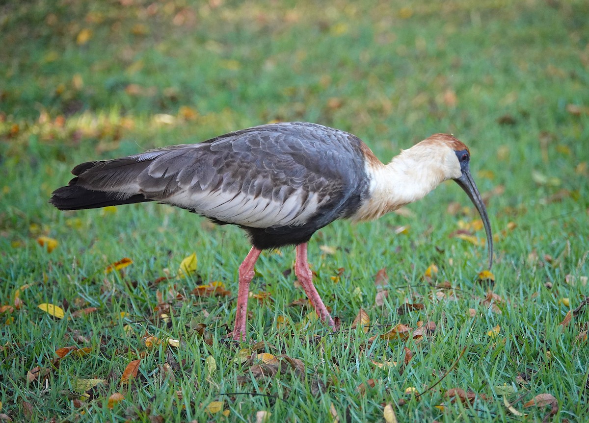 Buff-necked Ibis - ML638433657
