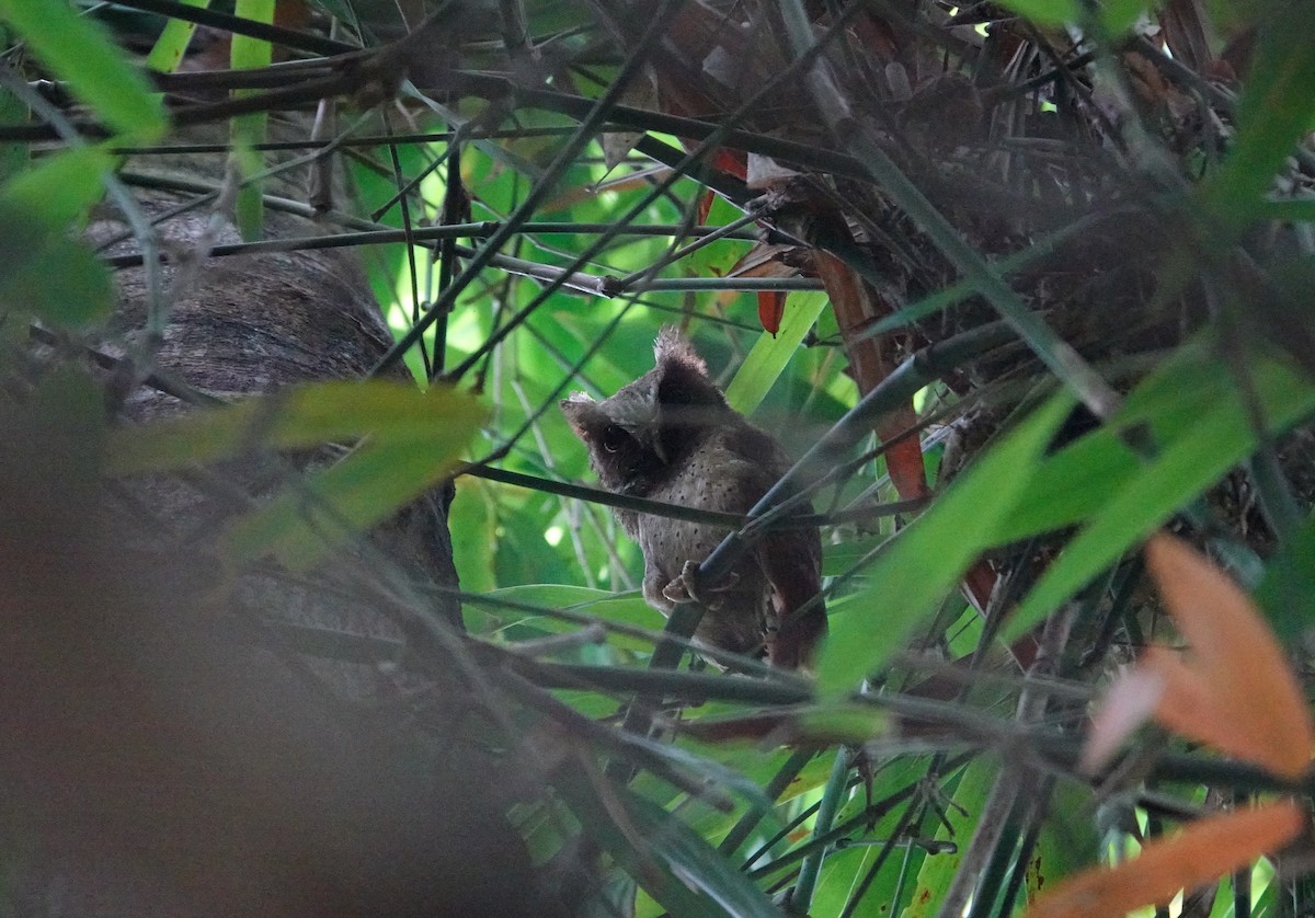 White-fronted Scops-Owl - ML638433668