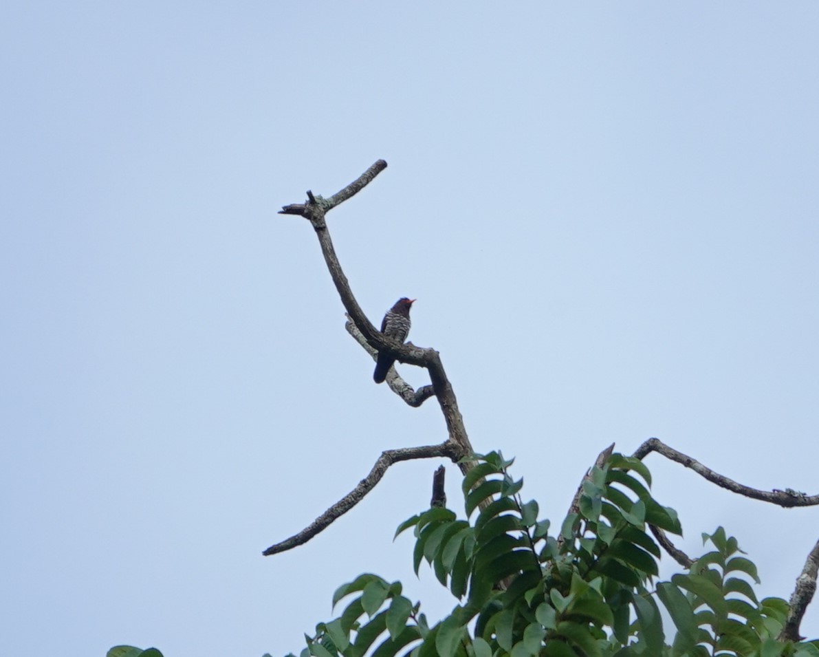 Violet Cuckoo - ML638433670