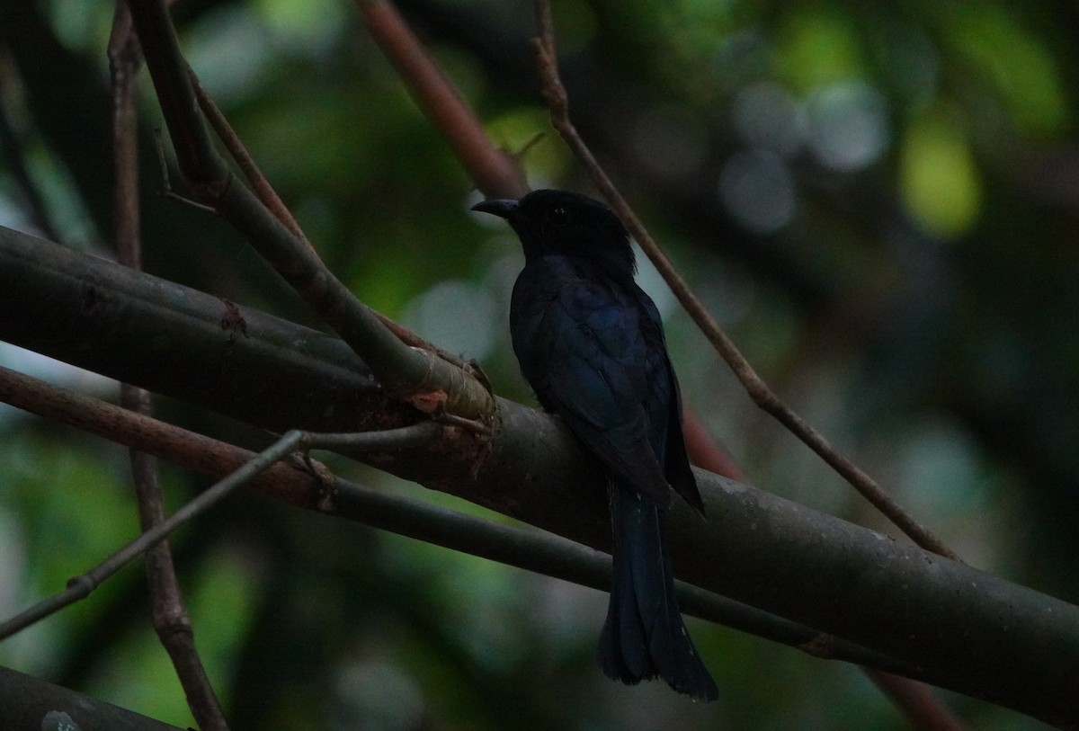 Square-tailed Drongo-Cuckoo - ML638433680