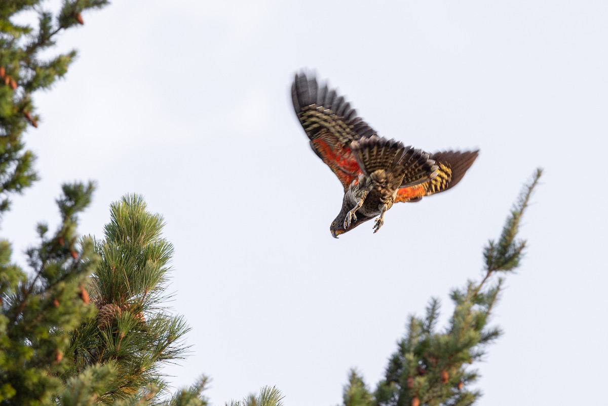 Kea - ML638433707