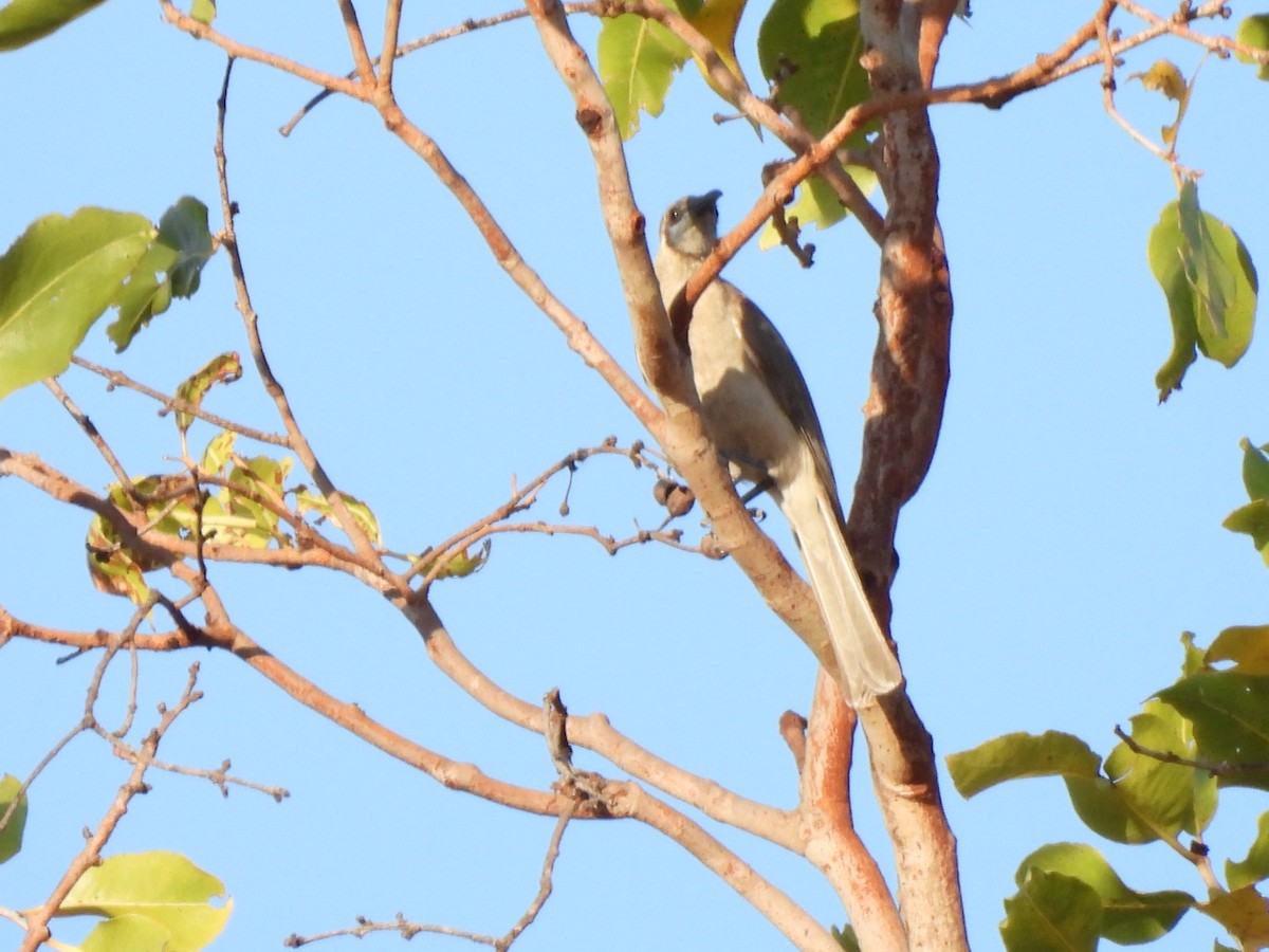 Little Friarbird - ML638433837