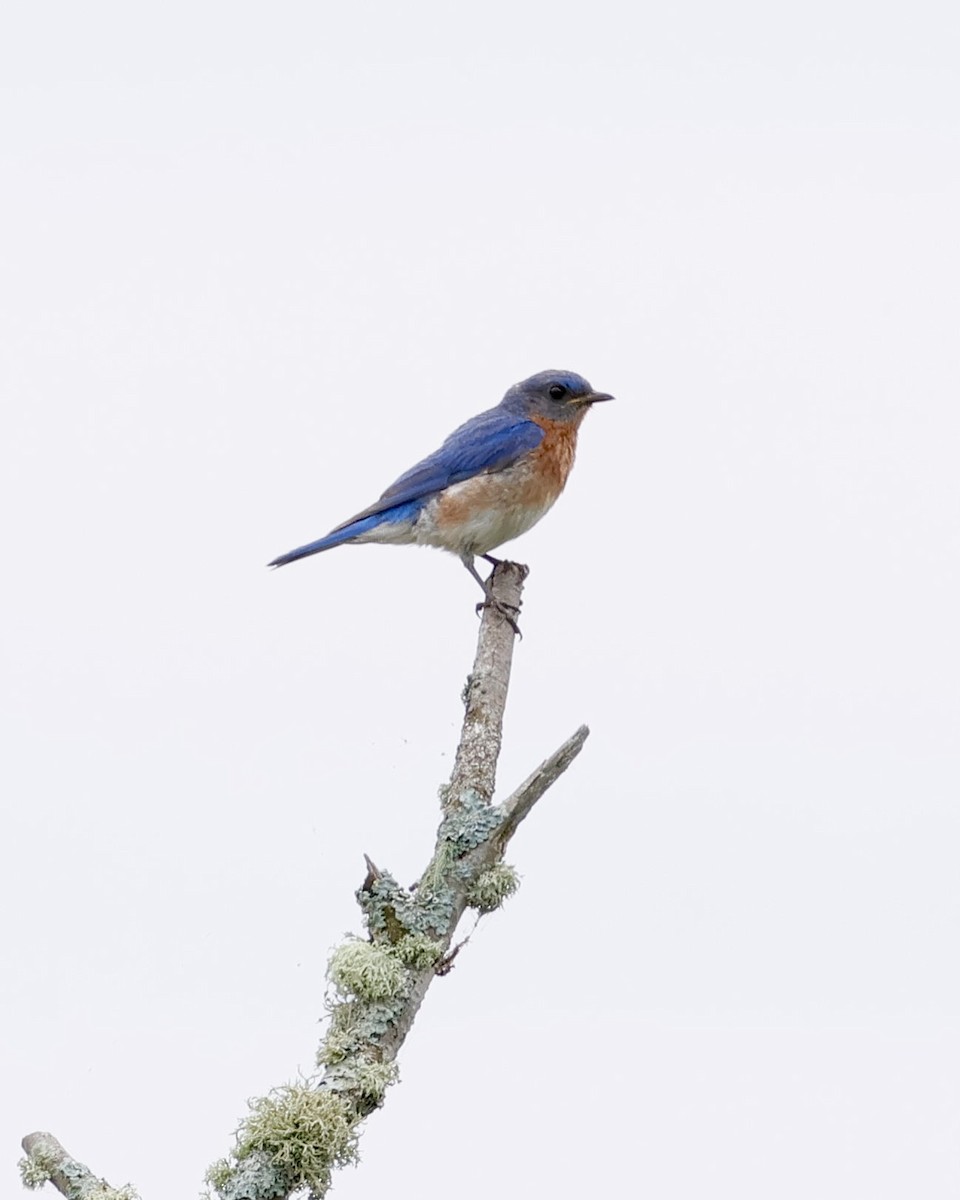 Eastern Bluebird - ML638433845