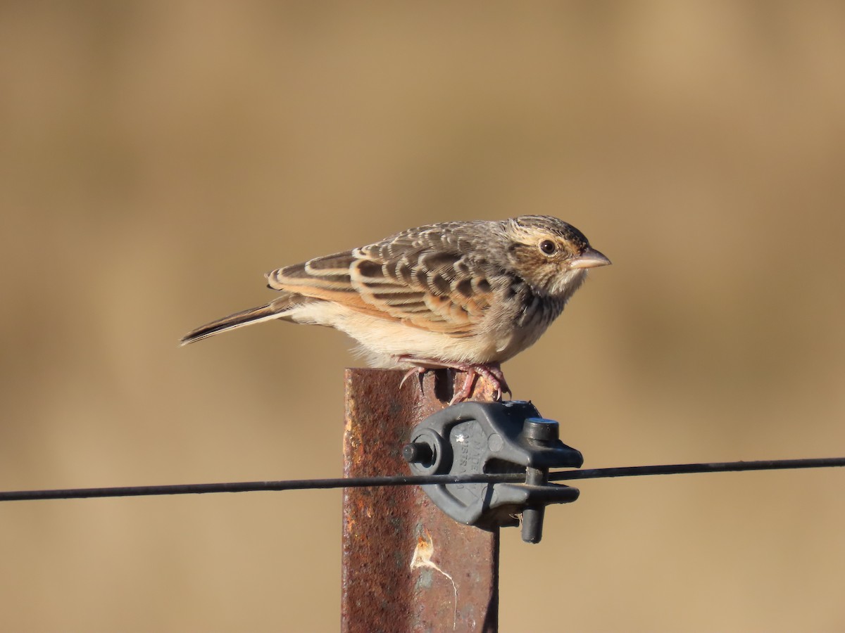 Singing Bushlark (Australasian) - ML638433847