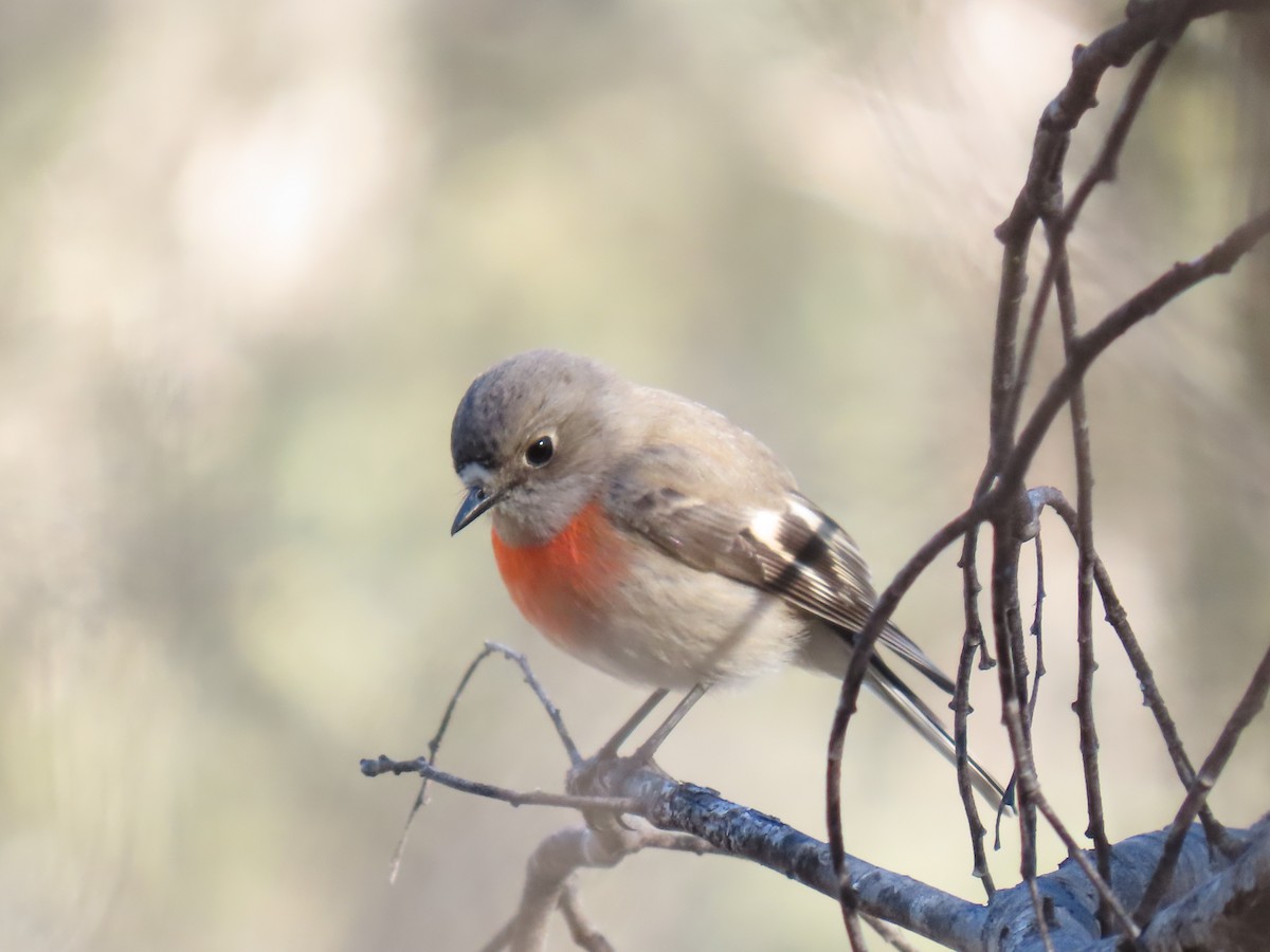 Scarlet Robin - ML638433870