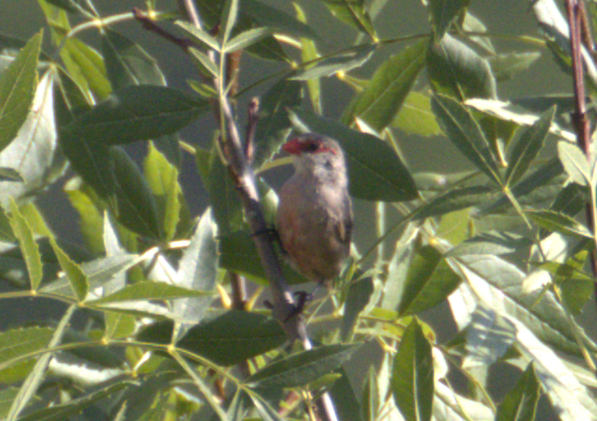 Common Waxbill - ML638433874