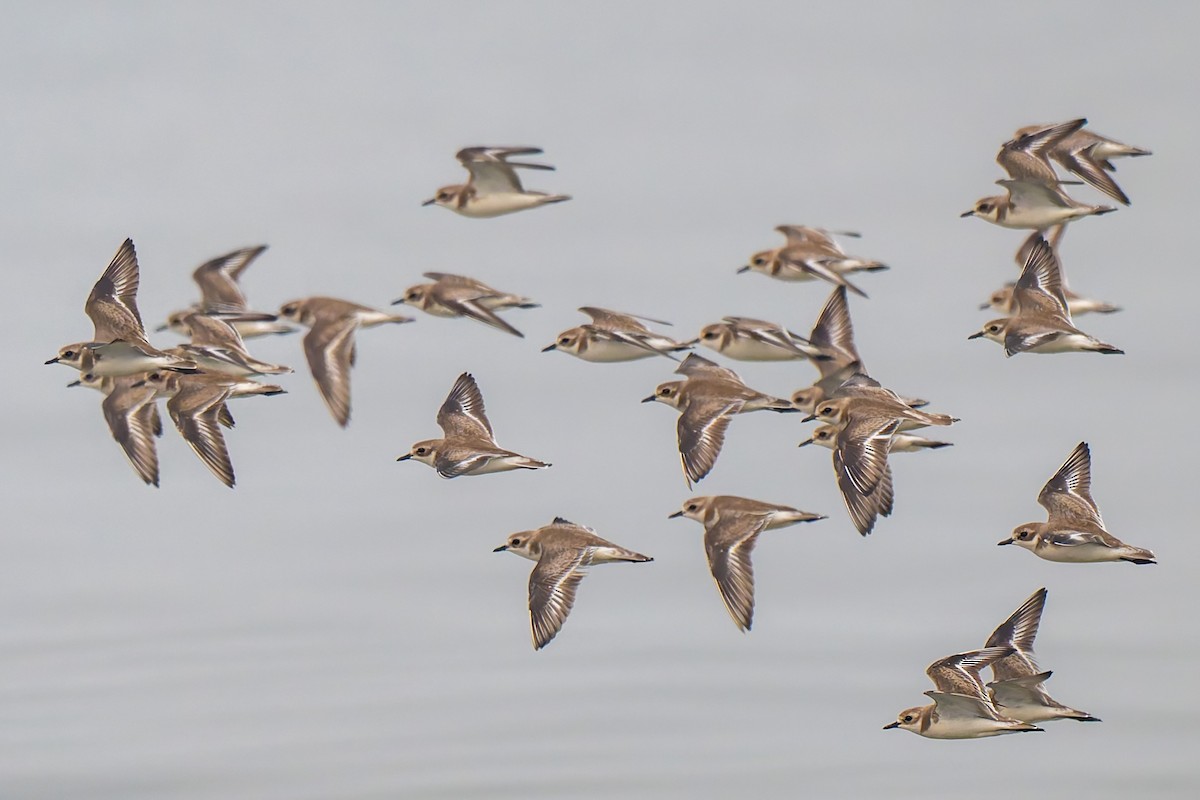 Tibetan Sand-Plover - ML638433883