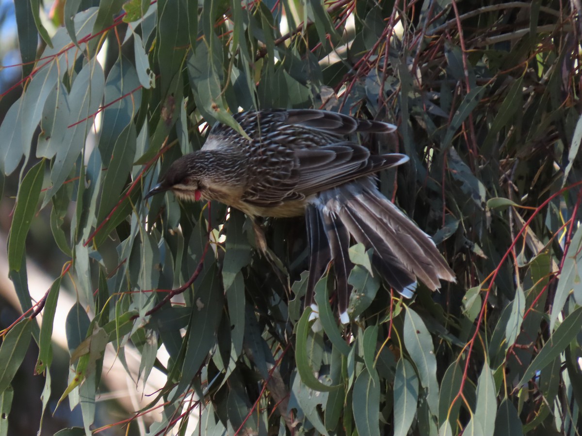 Red Wattlebird - ML638433884