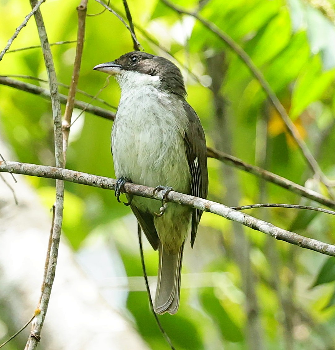 Puerto Rican Tanager - ML638433903