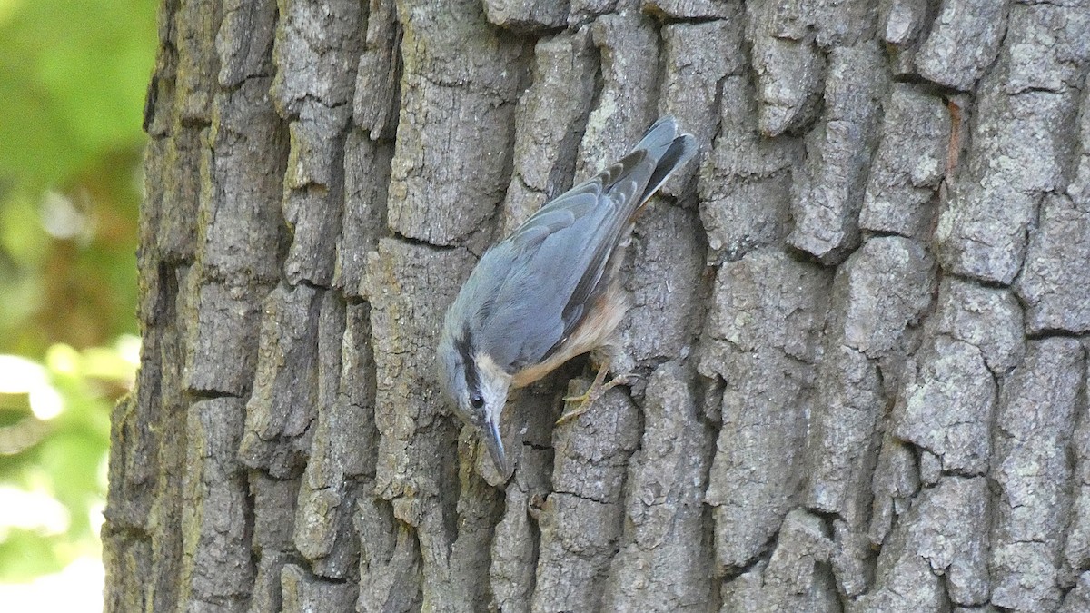 Garrapo eurasiarra - ML638433920