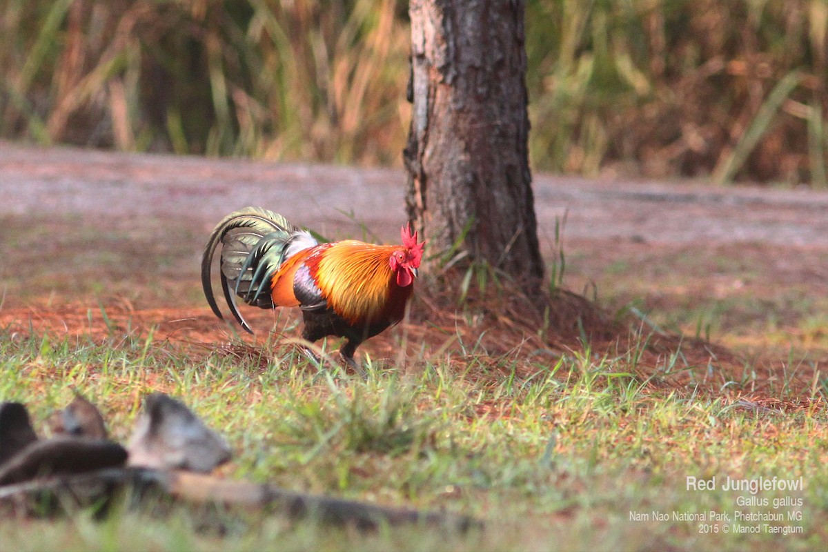Red Junglefowl - ML638433924