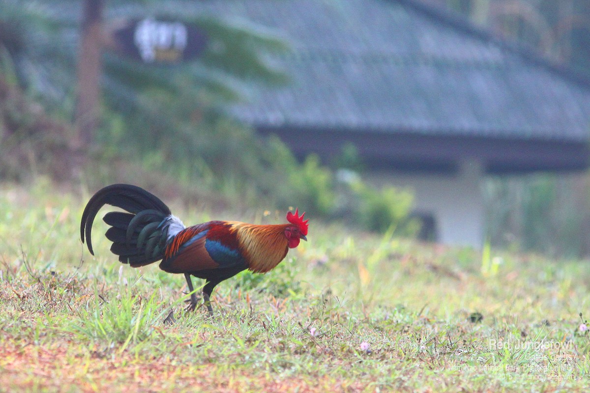 Red Junglefowl - ML638433925